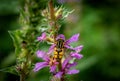 Yellow striped hoverfly sitting on purple flowers close-up Royalty Free Stock Photo
