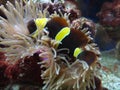 Yellow-striped maroon clownfish