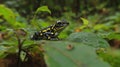 Yellow-striped Poison Dart Frog Ranitomeya imitator Perched on Leaves, Amazon Rainforest Royalty Free Stock Photo