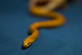 Yellow striped snake on dark-blue background Royalty Free Stock Photo