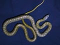 Yellow striped snake on dark-blue background Royalty Free Stock Photo