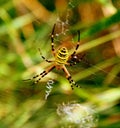 Yellow striped spider Royalty Free Stock Photo