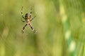 Yellow striped spider outside in green nature in her spider web. Argiope bruennichi also called zebra, tiger, silk ribbon, wasp Royalty Free Stock Photo