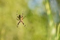 Yellow striped spider outside in green nature in her spider web. Argiope bruennichi also called zebra, tiger, silk ribbon, wasp Royalty Free Stock Photo