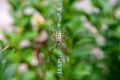 Yellow striped spider outside in nature in her spider web Royalty Free Stock Photo