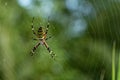Yellow striped spider outside in green nature in her spider web. Argiope bruennichi also called zebra, tiger, silk ribbon, wasp