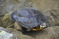 Yellow-striped turtle, Pseudemys peninsularis in river water Royalty Free Stock Photo