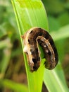 Yellow-stripped armyworm caterpillar parasitized by natural enemies Royalty Free Stock Photo