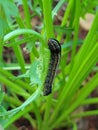 Yellow-stripped armyworm larva (Spodoptera ornithogalli) Royalty Free Stock Photo