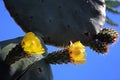 Yellow succulent cactus flower buds on blue sky background on sunny day