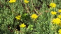 Yellow succulent orpin plant flower blooms grow in garden