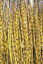 Yellow sugar cane trees. Fresh sugar cane in the field closeup,Beautiful White Sugarcane Background