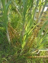 Yellow sugar cane trees. Fresh sugar cane tree growth in the field closeup