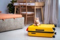 Yellow suitcase baggage with baby toy, family ready for traveling on vacation at home