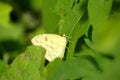 Yellow sulfur butterfly on Isabela Island