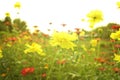 Yellow Sulfur Cosmos Flower with Sun Flare Light