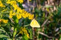 Yellow, sulphur butterfly, possible clouded sulphur butterfly on yellow flower, Solidago, goldenrod flower.