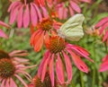 Yellow Sulphur butterfly profile on bright orange cone flower Royalty Free Stock Photo