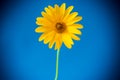 Yellow summer blooming daisy flower on blue