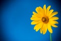 Yellow summer blooming daisy flower on blue