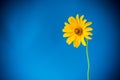 Yellow summer blooming daisy flower on blue