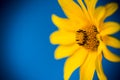 Yellow summer blooming daisy flower  on blue Royalty Free Stock Photo