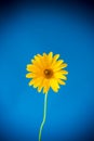 Yellow summer blooming daisy flower isolated on blue Royalty Free Stock Photo