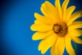 Yellow summer blooming daisy flower isolated on blue