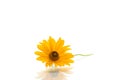 Yellow summer blooming daisy flower  on white Royalty Free Stock Photo