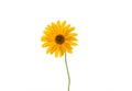 Yellow summer blooming daisy flower  on white Royalty Free Stock Photo