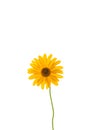 Yellow summer blooming daisy flower isolated on white Royalty Free Stock Photo