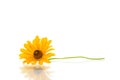 Yellow summer blooming daisy flower isolated on white Royalty Free Stock Photo