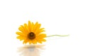 Yellow summer blooming daisy flower isolated on white Royalty Free Stock Photo