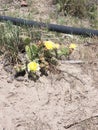 Yellow summer blooms prickly pear Royalty Free Stock Photo