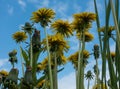 yellow summer dandelions on a blue sky background