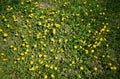 Yellow summer dandelions ground background