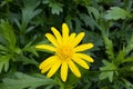 Yellow summer flower in the garden