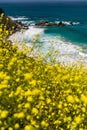 Yellow summer flowers in full bloom