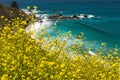 Yellow summer flowers in full bloom