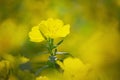 Yellow summer flowers in a garden. Evening Primrose, Oenothera Royalty Free Stock Photo