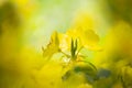 Yellow summer flowers in a garden. Evening Primrose, Oenothera Royalty Free Stock Photo