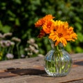 Yellow summer flowers in a glass vase on an old wooden surface. Calendula flowers. Orange calendula flowers in a glass vase.