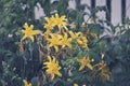 yellow flowers by the picket fence Royalty Free Stock Photo