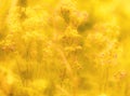 Yellow summer grass
