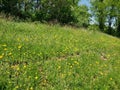 Yellow Summer Meadow of Dreams