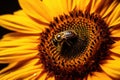 Yellow summer nature blossom beauty plant flower closeup bee pollen insect macro Royalty Free Stock Photo