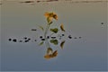 Yellow summer ragwort flowers in the shallow lake and their reflection