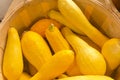 Yellow Summer Squash Royalty Free Stock Photo