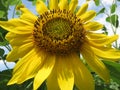 Yellow Summer Sunflower in August Royalty Free Stock Photo