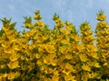 yellow summer wildflowers on blue sky background